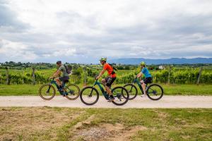 Катание на велосипеде по территории Agriturismo Vidalli Colvidor или окрестностям