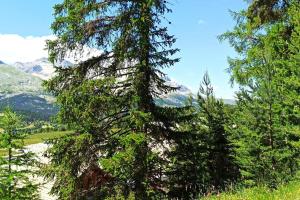 a group of trees with mountains in the background at Appartement duplex au pied des pistes in Le Dévoluy