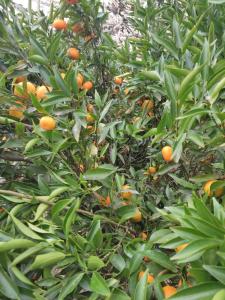 an orange tree with lots of oranges on it at Recosta Chalés in Cambara do Sul