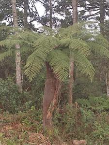 un gran árbol verde en medio de un bosque en Recosta Chalés en Cambara do Sul