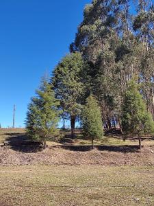 un grupo de pinos en un campo en Recosta Chalés en Cambara do Sul