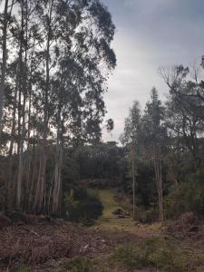 a field in the middle of a forest with trees at Recosta Chalés in Cambará