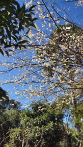 un árbol con flores blancas en las ramas en Recosta Chalés, en Cambará