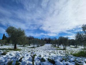 een met sneeuw bedekt veld met bomen en een weg bij Palazzetto del Pittore in San Quirico dʼOrcia