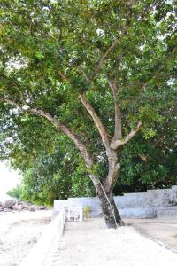 Fotografie z fotogalerie ubytování Riva D Etruschi Seychelles v destinaci Bel Ombre