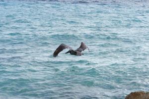 un pájaro volando sobre un cuerpo de agua en Waterside Apartments, en Willemstad