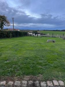 ein Feld mit einigen Tieren im Gras in der Unterkunft Les tourterelles 