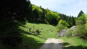 eine Herde von Tieren, die auf einem Feld auf einem Hügel weiden in der Unterkunft Villa Noor in Sarajevo