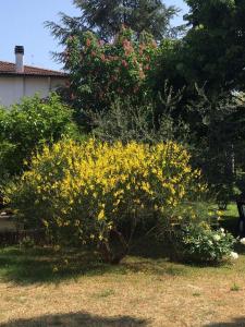 a bush with yellow flowers in a yard at B&B MARILYN in Ravenna