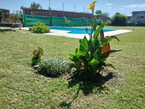 a plant in the middle of a yard with a pool at El Jazmín in Salta