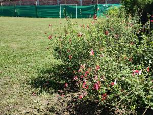 einen Busch mit rosa Blumen im Hof in der Unterkunft El Jazmín in Salta