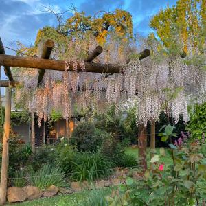 um jardim com glicínias penduradas numa pérgula em Holly House Garden Studio em Moyhu