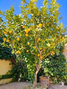 Un árbol con naranjas delante de una pared. en Casa, parque natural de Montserrat cerca Barcelona, en Collbató