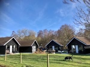 a group of cottages with a dog walking in the yard at Kilcoy Chalets in Muir of Ord