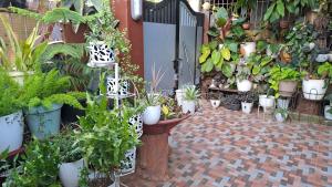 Un mucchio di piante in vaso su un patio di Dalindas Homestay a Città di Puerto Princesa