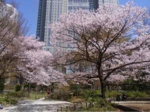 Un árbol con flores rosas en un parque en 15 西新宿区域 家庭式民宿- Nisjishinjuku area Max 6p, en Tokio