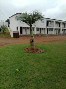 a palm tree in a field in front of a building at BF Dlamini Guesthouse in Amanzimtoti