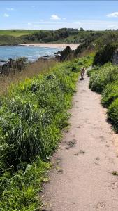 a cat walking down a dirt path next to a body of water at Romantic luxury Cottage right next to the ocean in Saint Abbs
