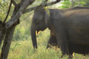 ein Elefant, der im Gras neben einem Baum wandelt in der Unterkunft Wilpattu Green Cabin in Achchamulai