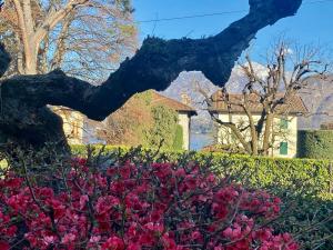 un arbusto con flores rosas delante de un árbol en magnolia en Lenno