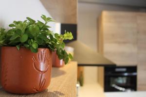 a plant in a pot sitting on a table at XIMENETXE Vivienda Turística in Santa Cruz de Campezo