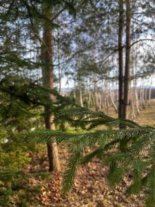 una rama de un pino en un bosque en Domki na Górniej Łące - Dwa Wróble en Łazany