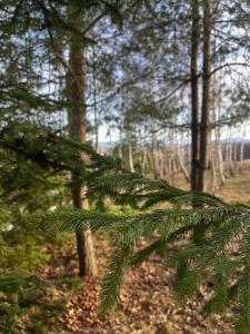 a branch of a pine tree in a forest at Domki na Górniej Łące - Dwa Wróble in Łazany