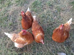 Gallery image of Leku eder in Areatza