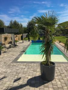 a palm tree in a pot next to a swimming pool at Luxury Zamárdi in Zamárdi