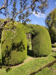 duży krzak w kształcie żywopłotu w ogrodzie w obiekcie El viejo Boliche Apart w mieście Baggle