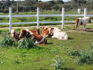 a group of horses laying in a field next to a fence at Stazzo Galeone in Casagliana