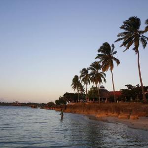 a group of palm trees on a beach with water at Southern Cross Hotel Mtwara in Mtwara