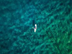 a bird flying over a body of water at Liquid Dive Adventures in Praia do Tofo
