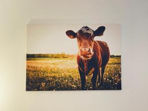 Tiere im Hotel oder in der Nähe