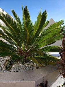 Zdjęcie z galerii obiektu Héliopolis AB rez de jardin chez Palo w Cap d'Agde