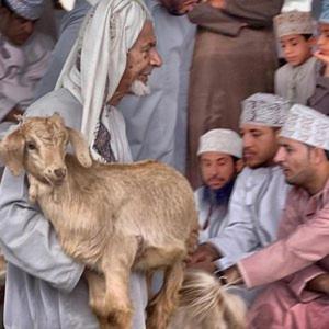 Altri animali domestici presso l'appartamento o nei dintorni
