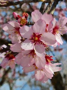 ラ・スビアにあるCortijo Balzainの木の枝のピンクの花の群れ