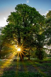シフィエラドゥフ・ズドルイにあるBioRezydencjaの太陽が輝く畑の木