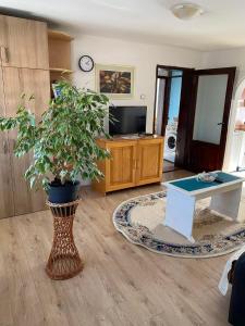 a living room with a table and a potted plant at Mićin dom in Pirot