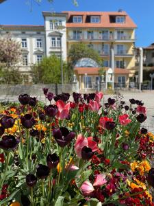 Zahrada ubytování Seehotel Schäpfle