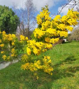 un árbol con flores amarillas en un campo en Petit Châtelet bis en Hirel