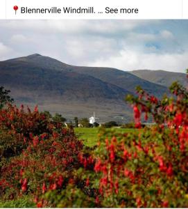 a field with red flowers and mountains in the background at St Martins Old Schoolhouse Ballyroe Tralee in Tralee