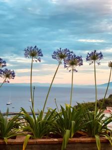 a group of purple flowers with the ocean in the background at B&B L'Agapanto in Capri