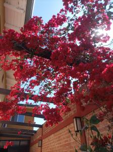 un árbol lleno de flores rojas junto a un edificio de ladrillo en Loft Andino I - Comfort moderno a 5' del centro en Salta