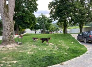 dos perros corriendo en la hierba junto a un árbol en Le Clos Adnet, en Villers-Marmery