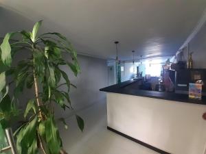 eine Küche mit einer Theke und einer Pflanze in der Unterkunft Cocobamboo Hotel in Medellín