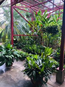 Hotel Del Aserradero في ليبيريا: حديقة بها العديد من النباتات في البيت الزجاجي
