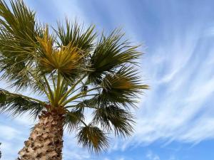 una palmera con el cielo en el fondo en Villa Tres Flores en Cómpeta