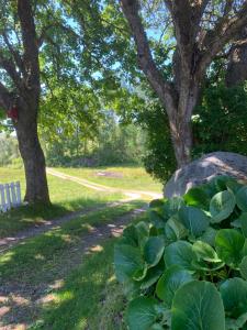 a park with a tree and a rock and plants at Grandma's cottage in Tanum