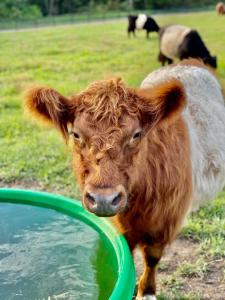 una mucca in piedi accanto a una ciotola verde d'acqua di Sixty6 Acres Sunshine Coast farmstay a Woombye